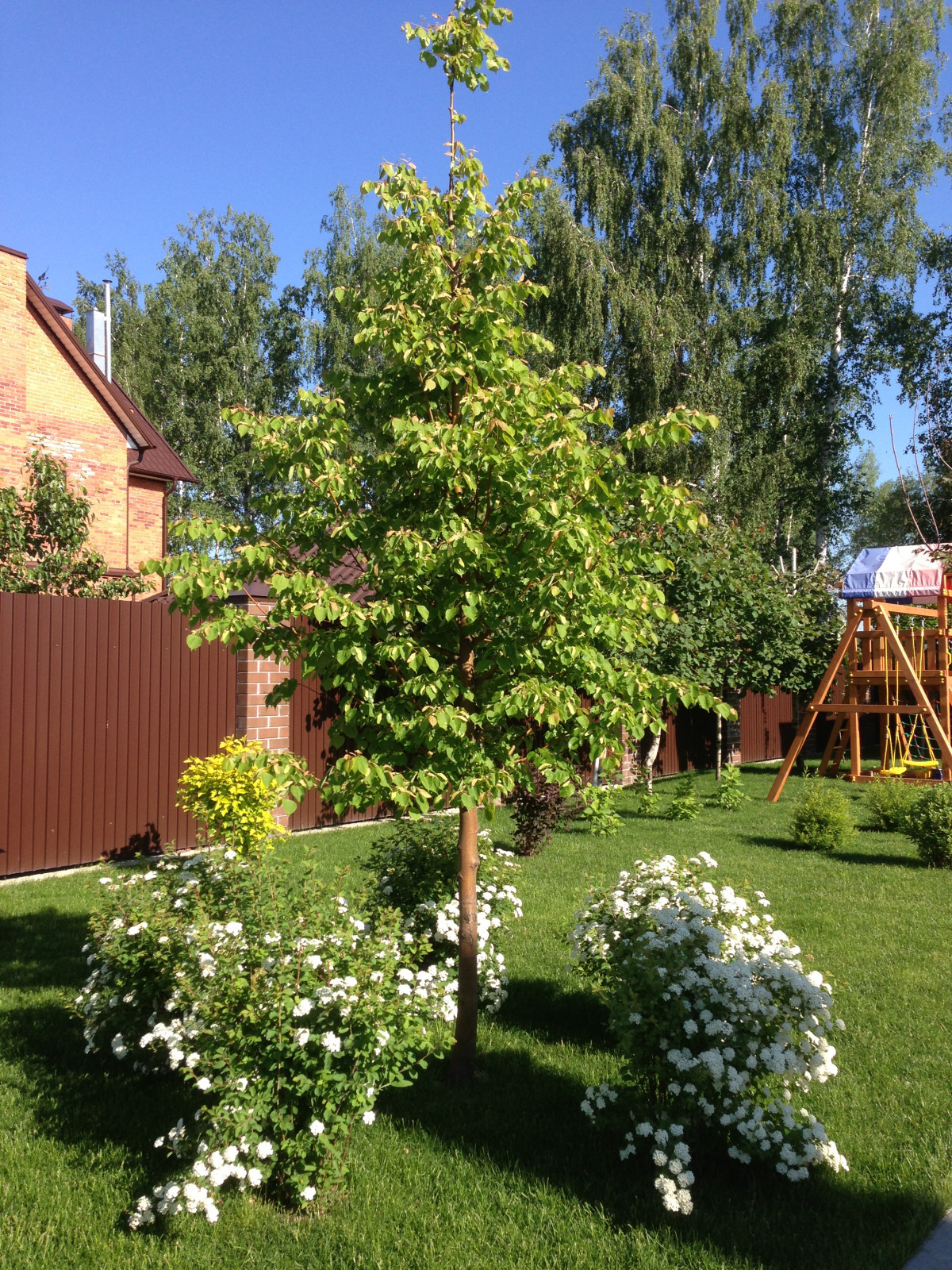 Вавиловец 1