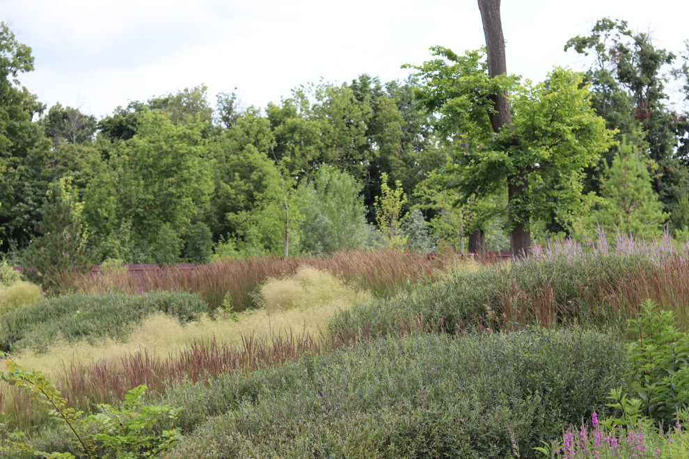 WB Берег пруда (май,июнь)