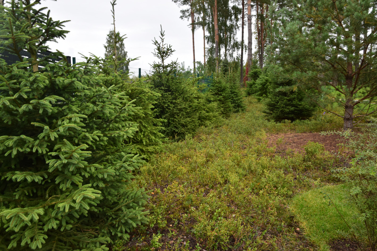 Обложка проекта: Ландшафт в Сестроречье