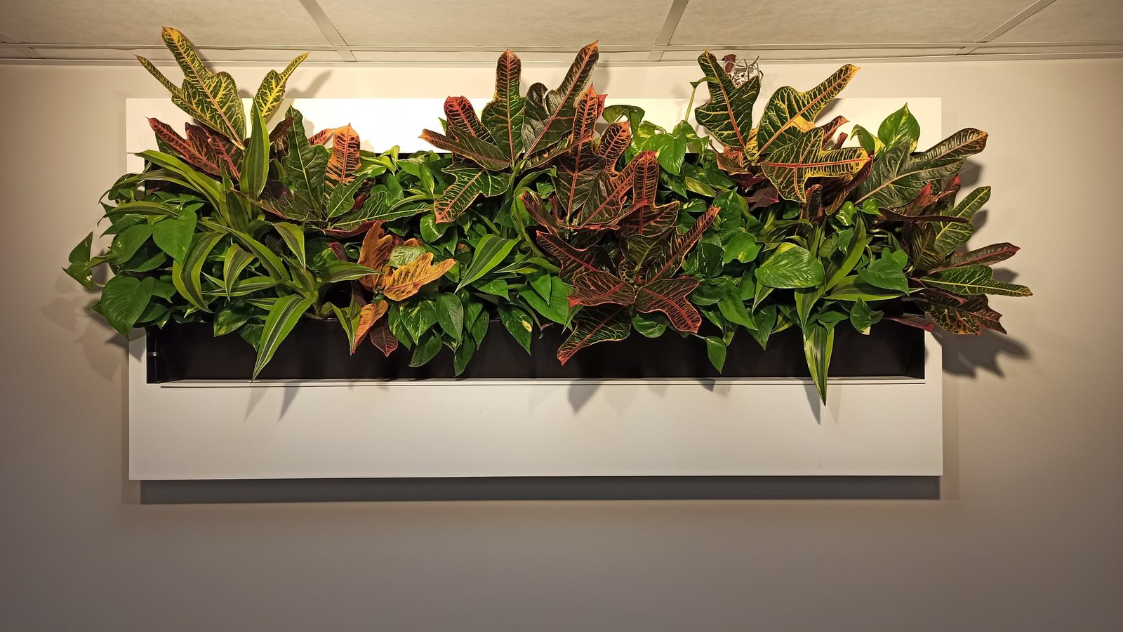 Обложка проекта: Фитокартины с автополивом для живых растений