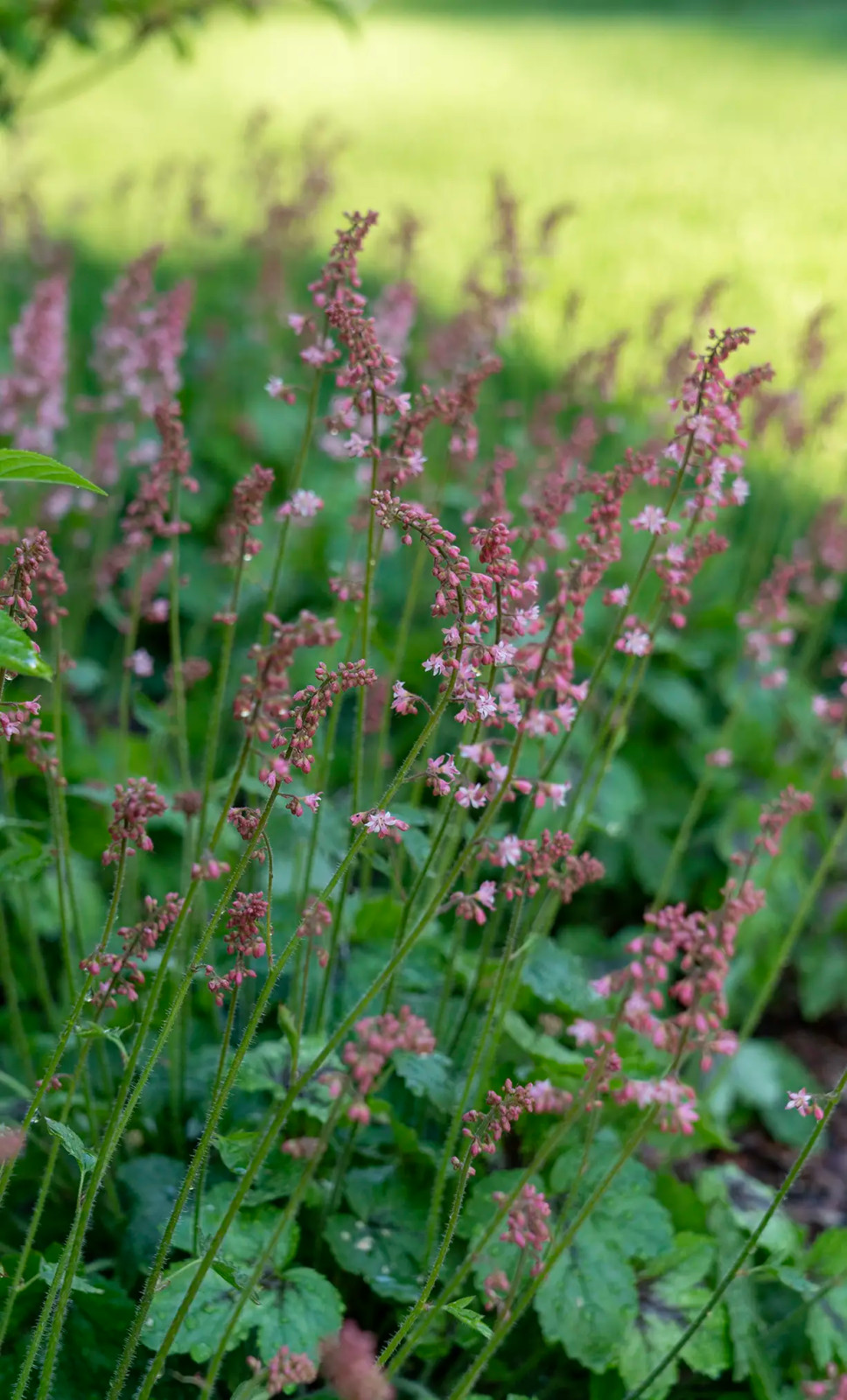 Круговорот цвета. Дубровка 2021