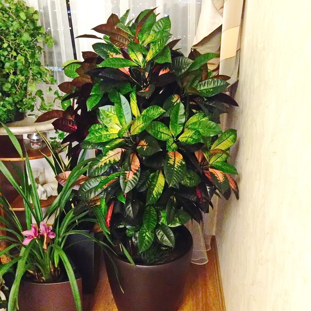 Озеленение частных квартир