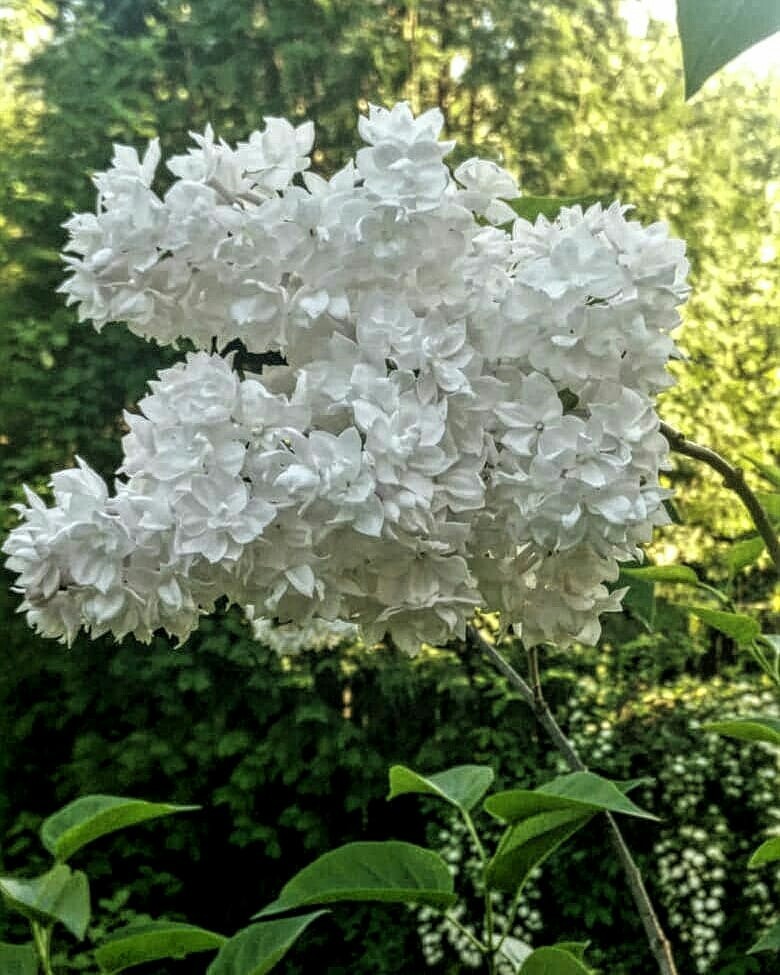 Как правильно: Выбрать и посадить сирень в своем саду