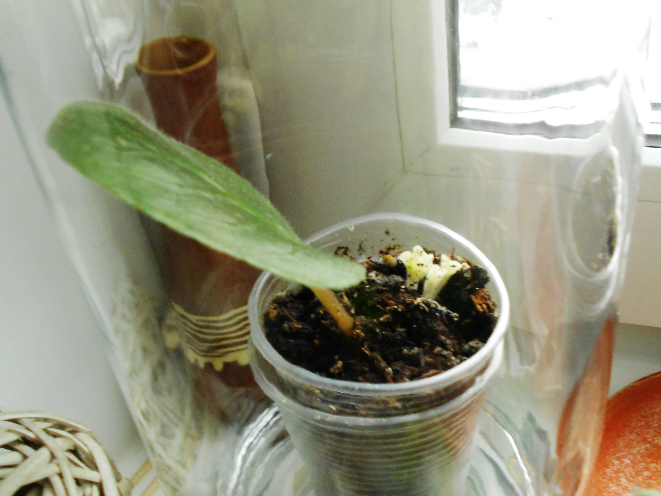 Растение месяца: Сенполия на подоконнике