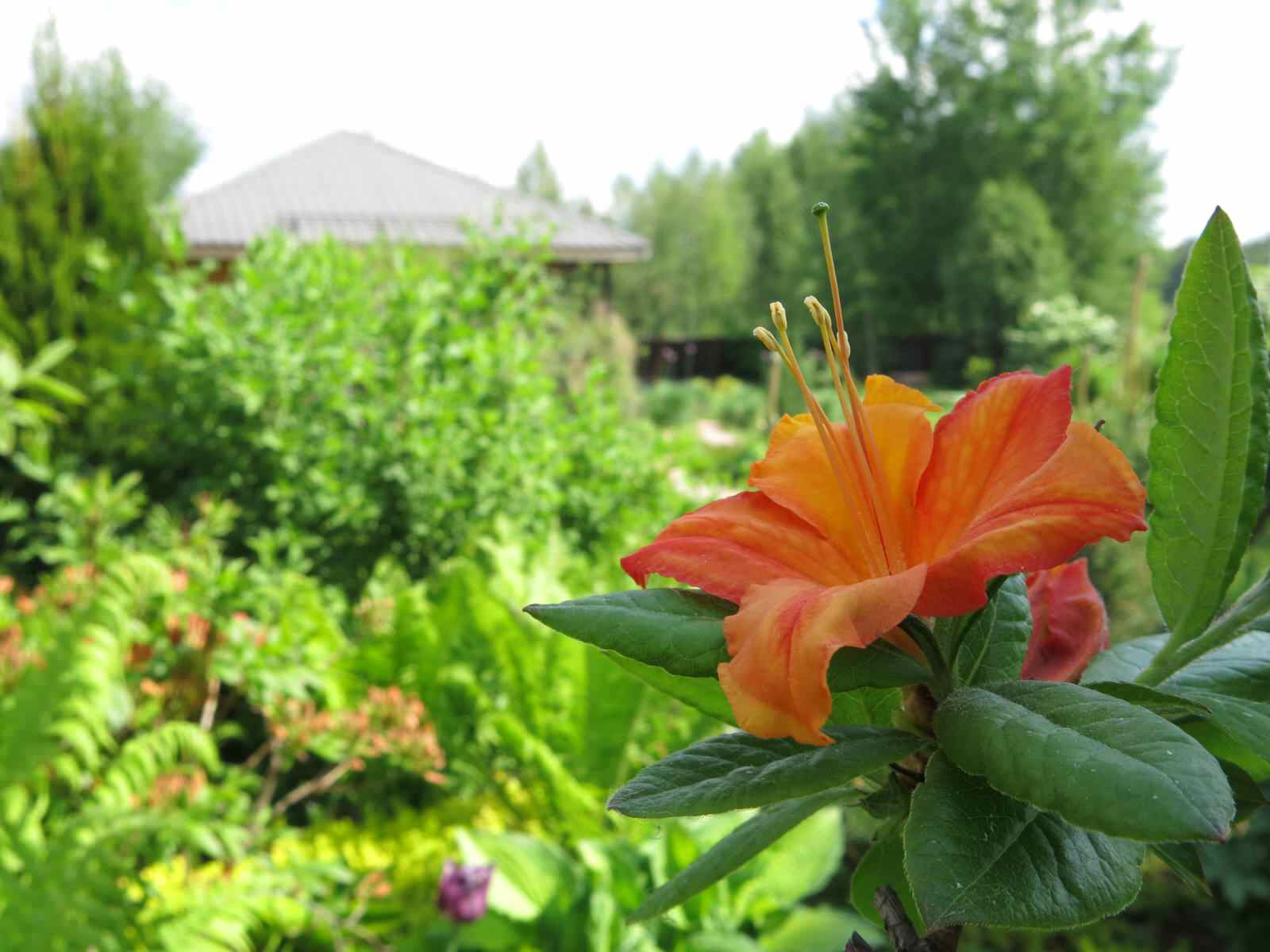 ТЕПЛЫШКО МОЕ. ВЕСНА.