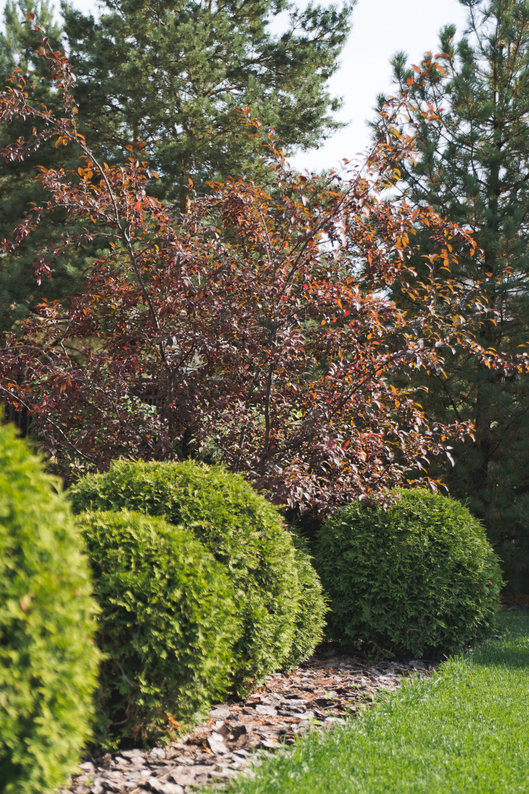 Современный сад на Успенском шоссе