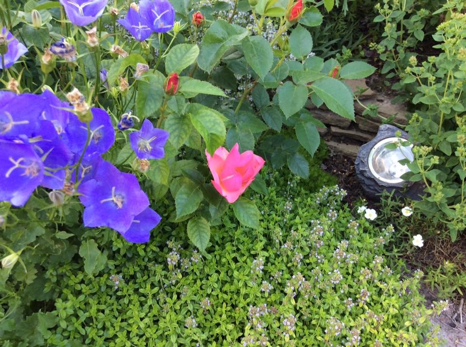 САДИК НА ЛАДОШКЕ 2016