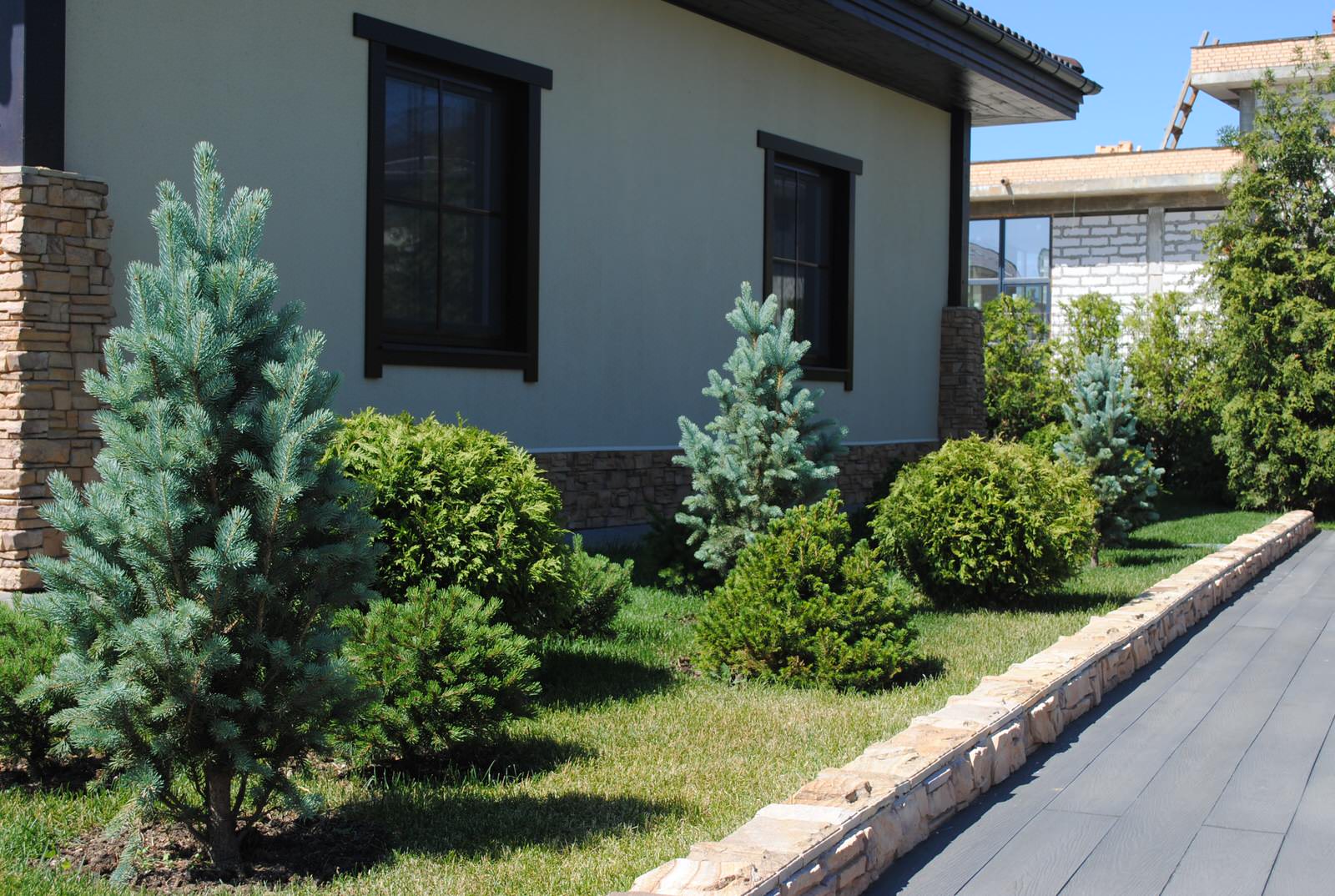 Сад с хвойными растениями