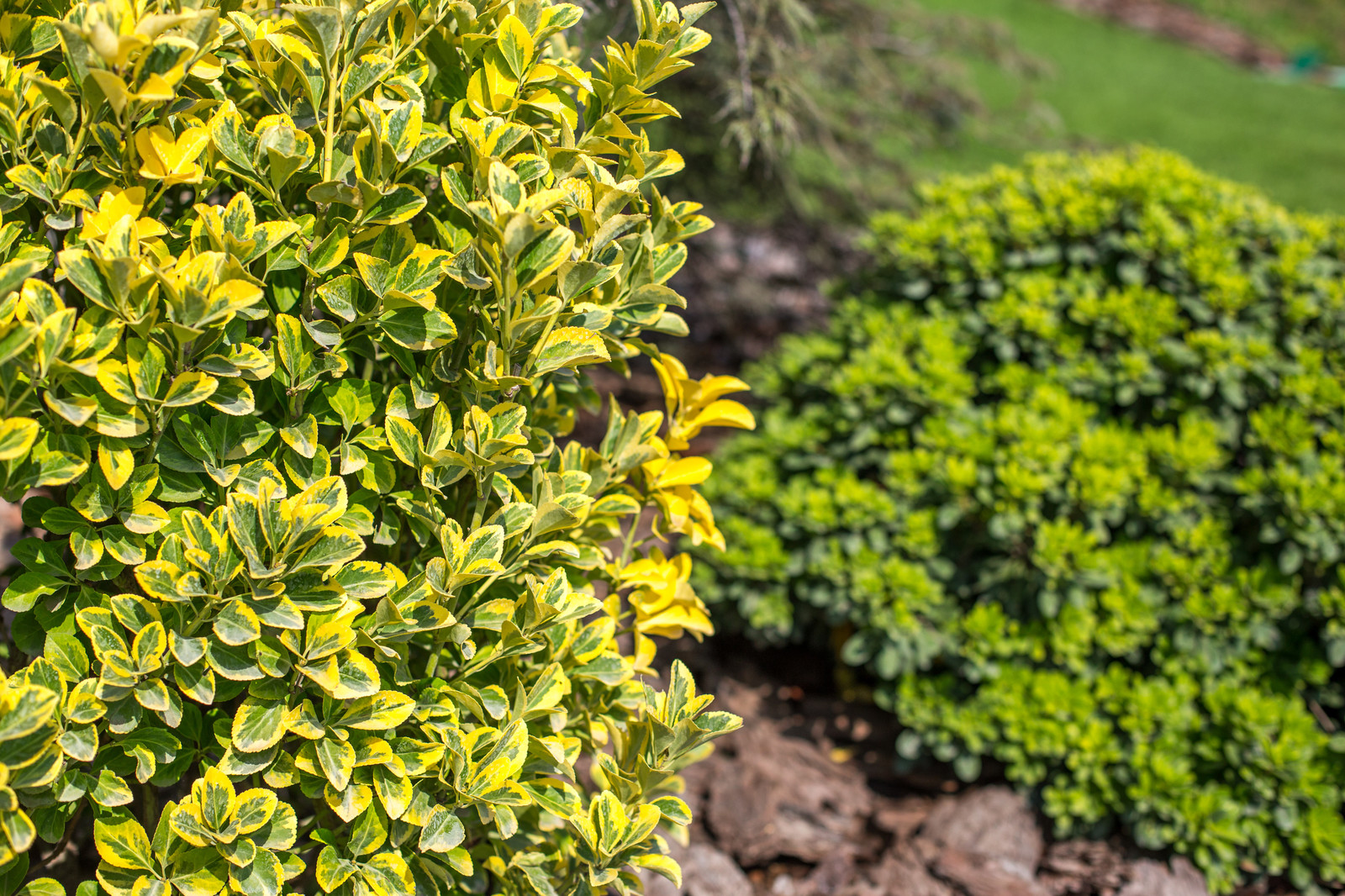 Ландшафтный Дизайн Олимпийский Сочи