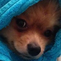 Елка Елкина