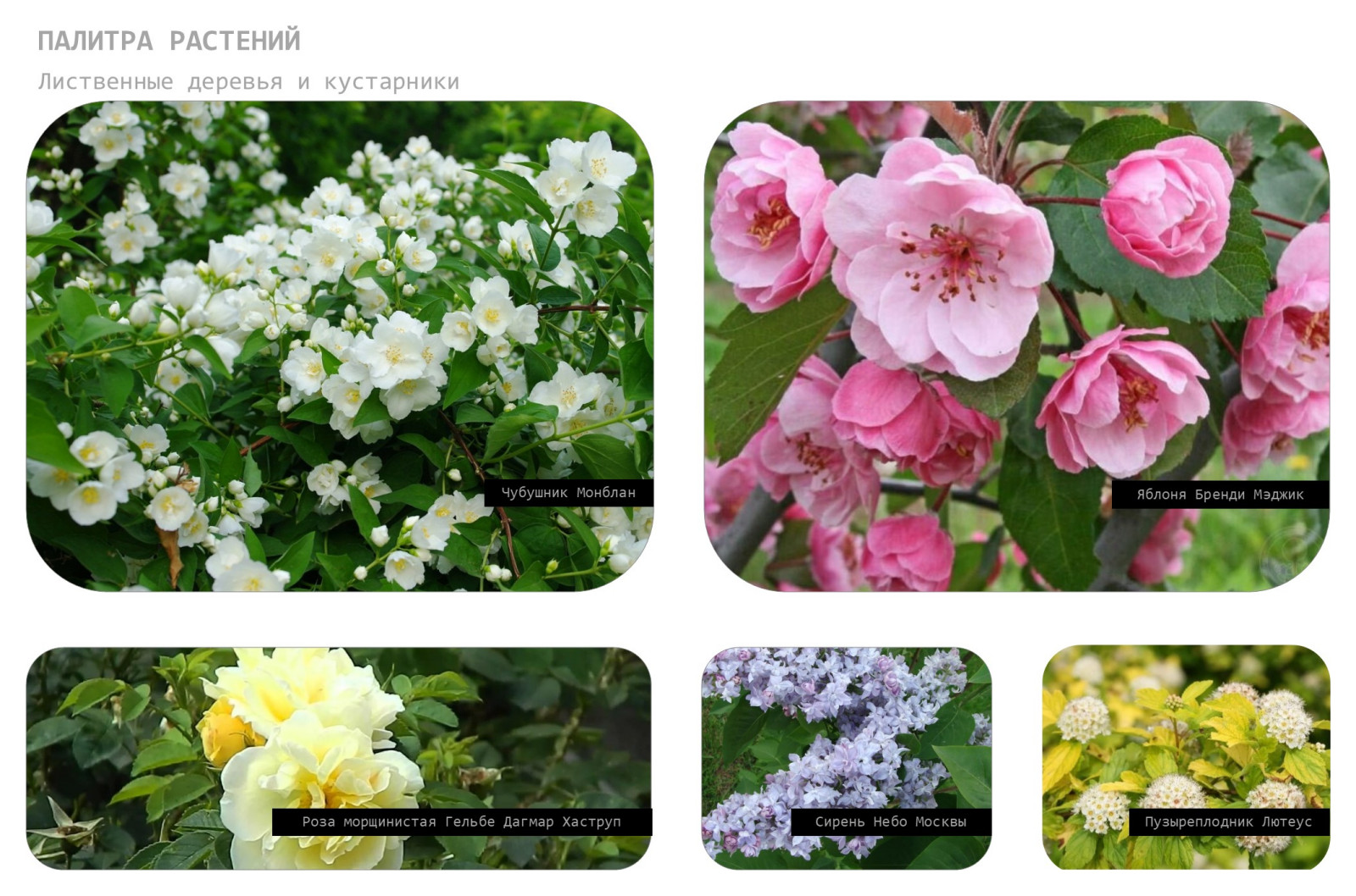 Гармония гор