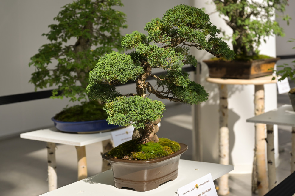 Обложка проекта: Первый Евразийский Форум ландшафтного искусства "Атмосфера"