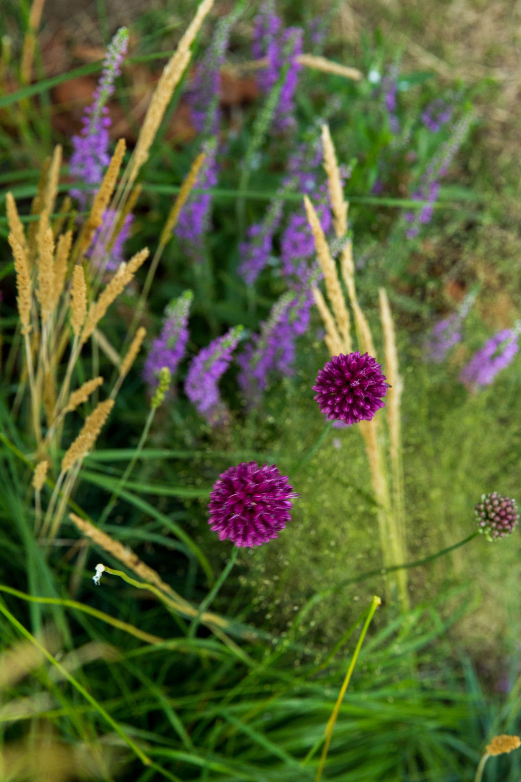 Сад   James Alexander-Sinclair  на Moscow Flower Show 2018  (вне  конкрса)