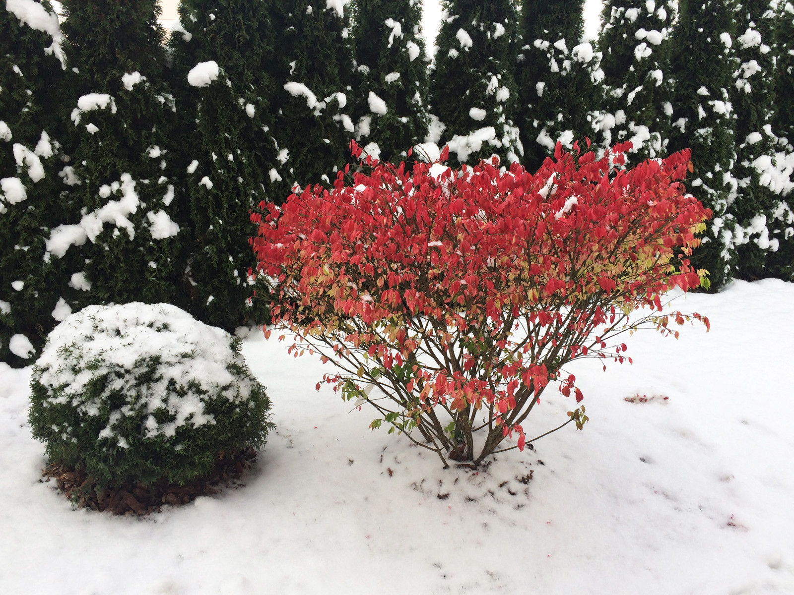 Зимний ландшафт