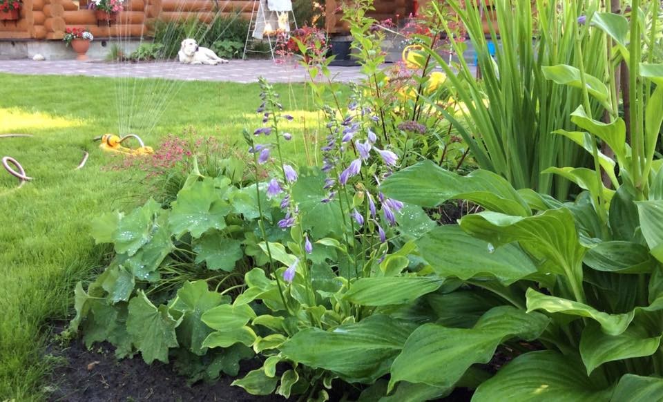 САДИК НА ЛАДОШКЕ 2016