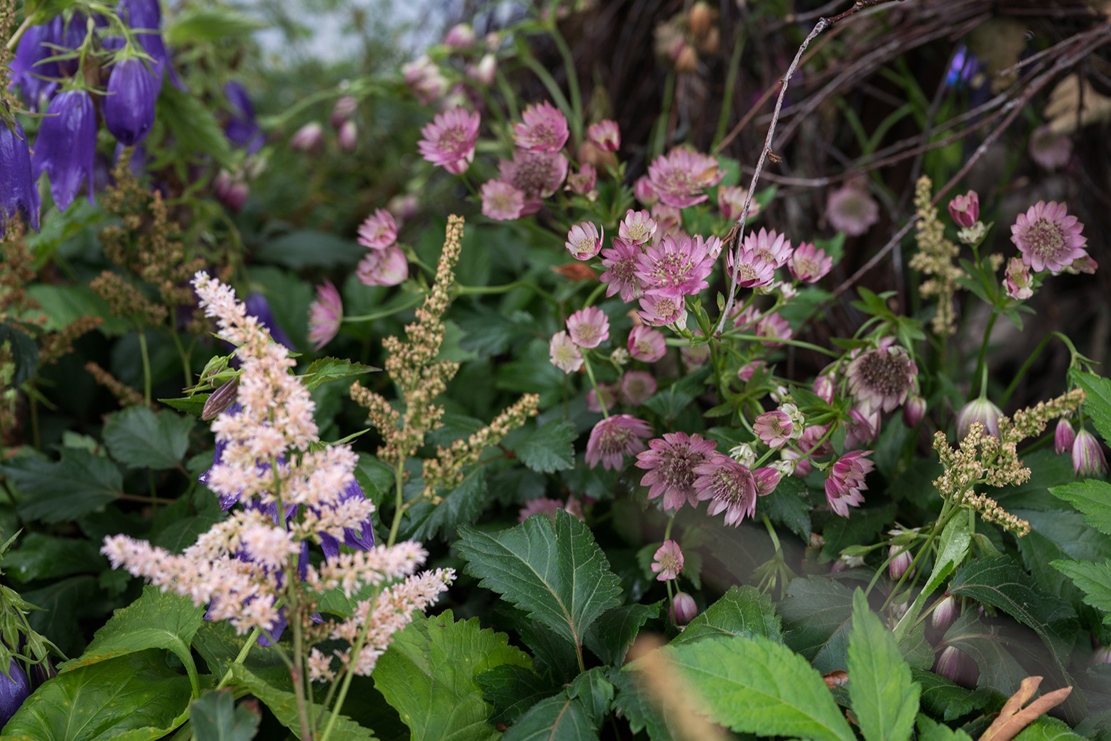 Проект недели: Сад «Декорации Метерлинка» на выставке в Москве