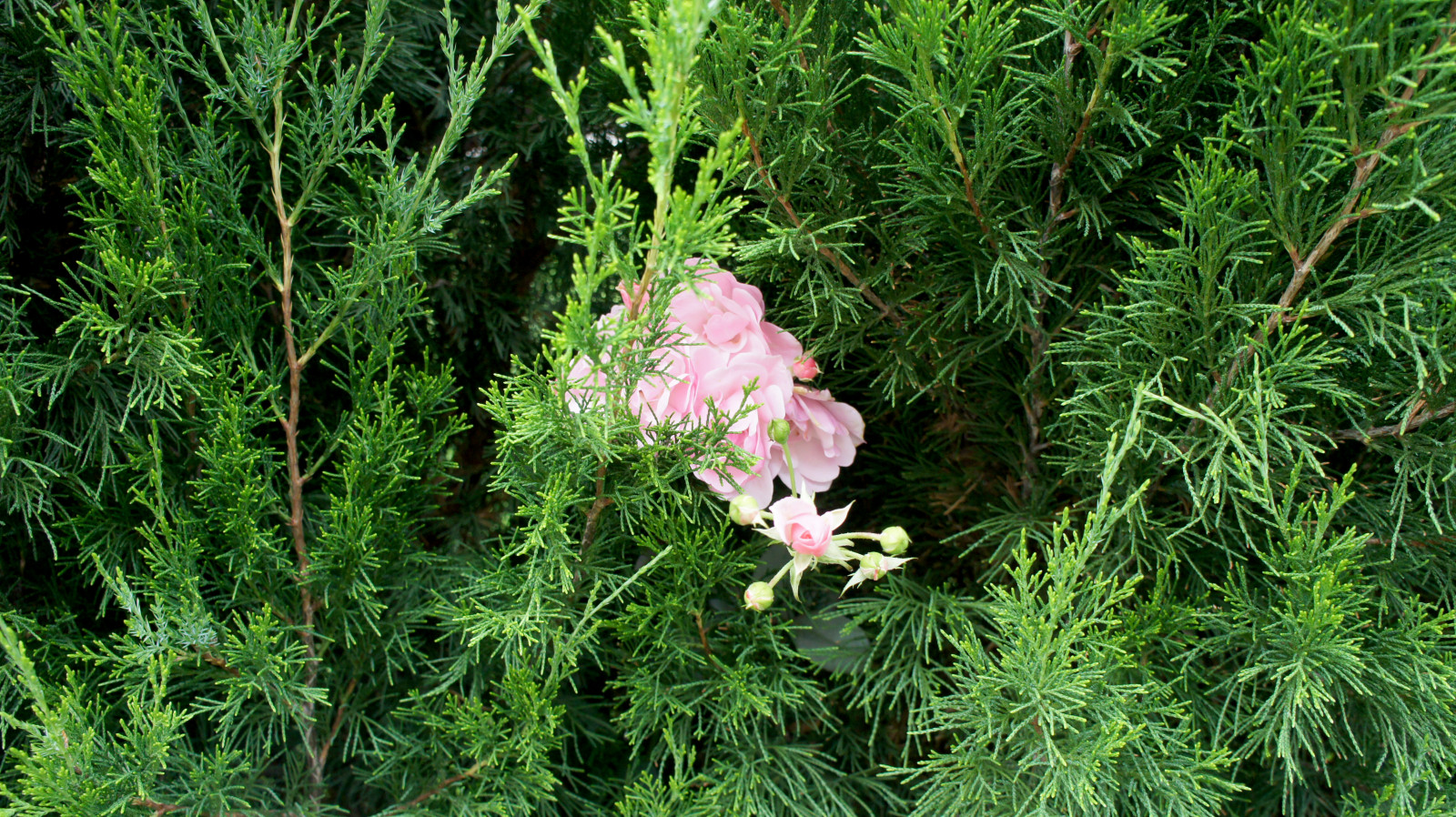 Цветники и композиции крупным планом