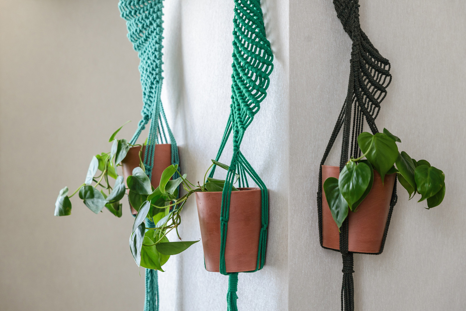 Озеленение квартиры