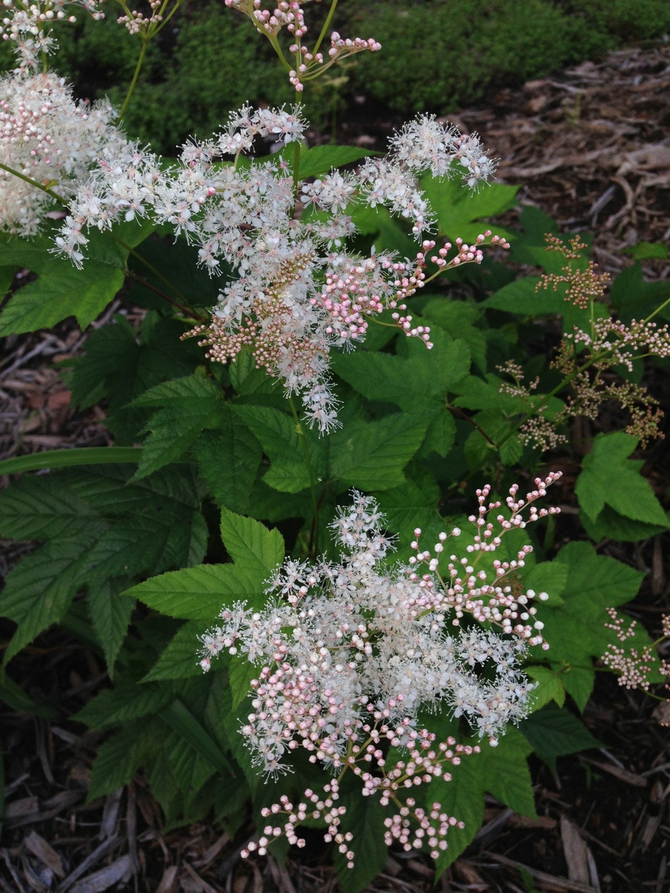 22 красиво цветущих растения для сырых и влажных мест в вашем саду