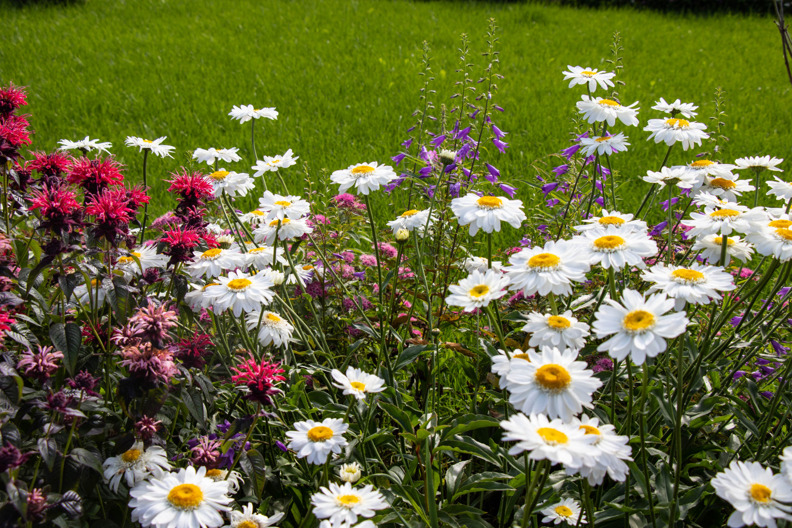 Сосновые берега