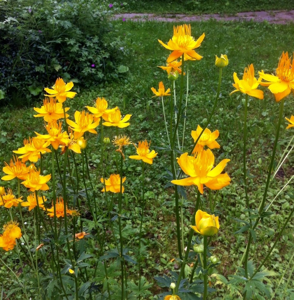 22 красиво цветущих растения для сырых и влажных мест в вашем саду