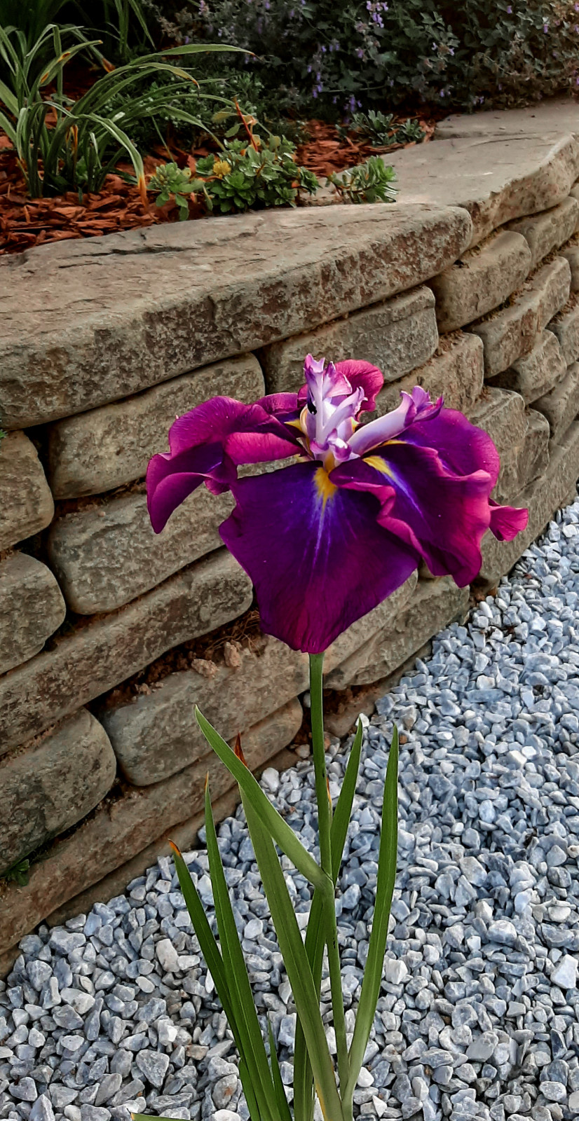 Ирис японский