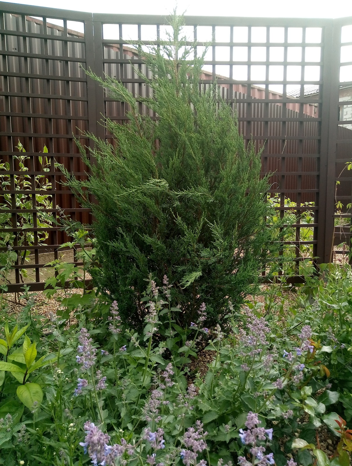 Зелёное удовольствие