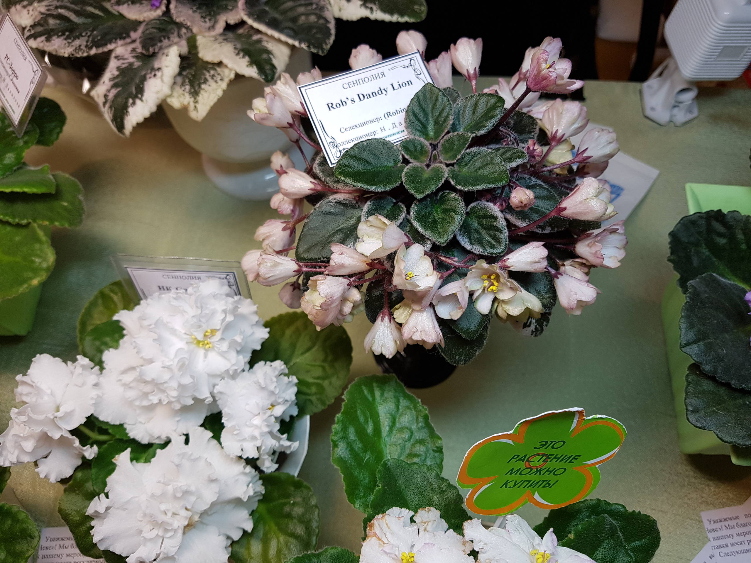 Растение месяца: Сенполия на подоконнике