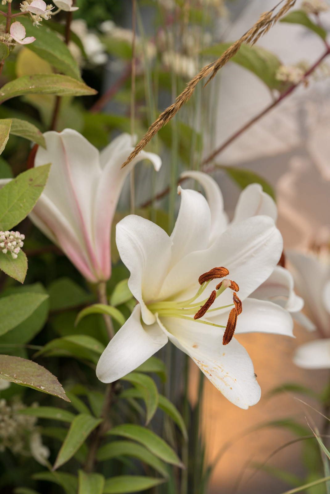 Сад Оксаны Хебородовой Гран-При на Москоу Флауер Шоу ( "Cад Вячеслава Зайцева")