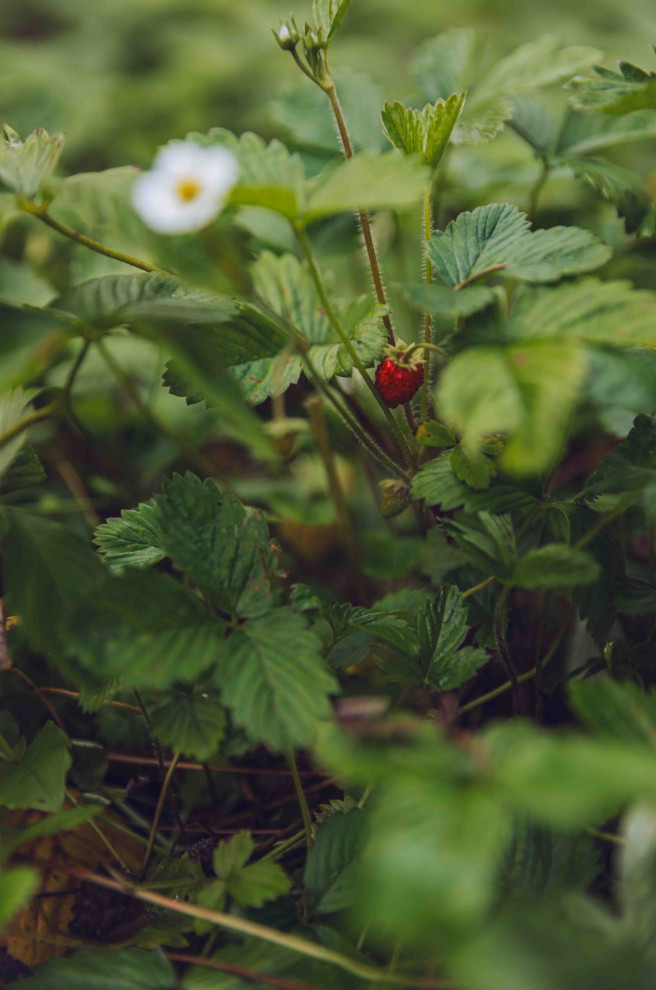 Архитектурное Решение в Пейзажном Стиле