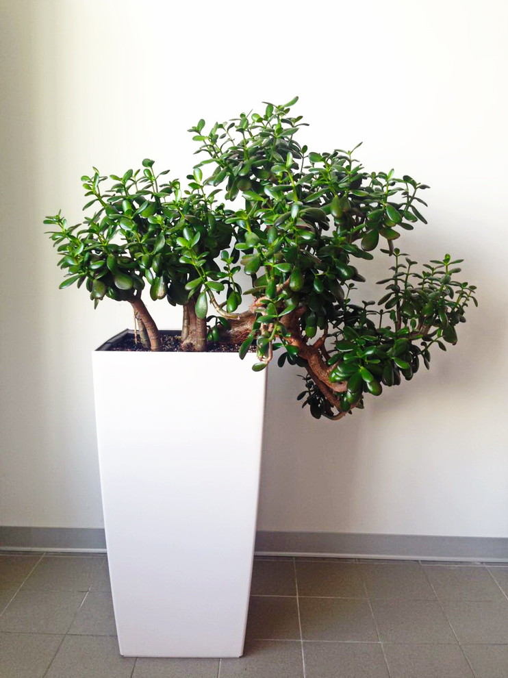 Озеленение автосалона Тойота Владивосток