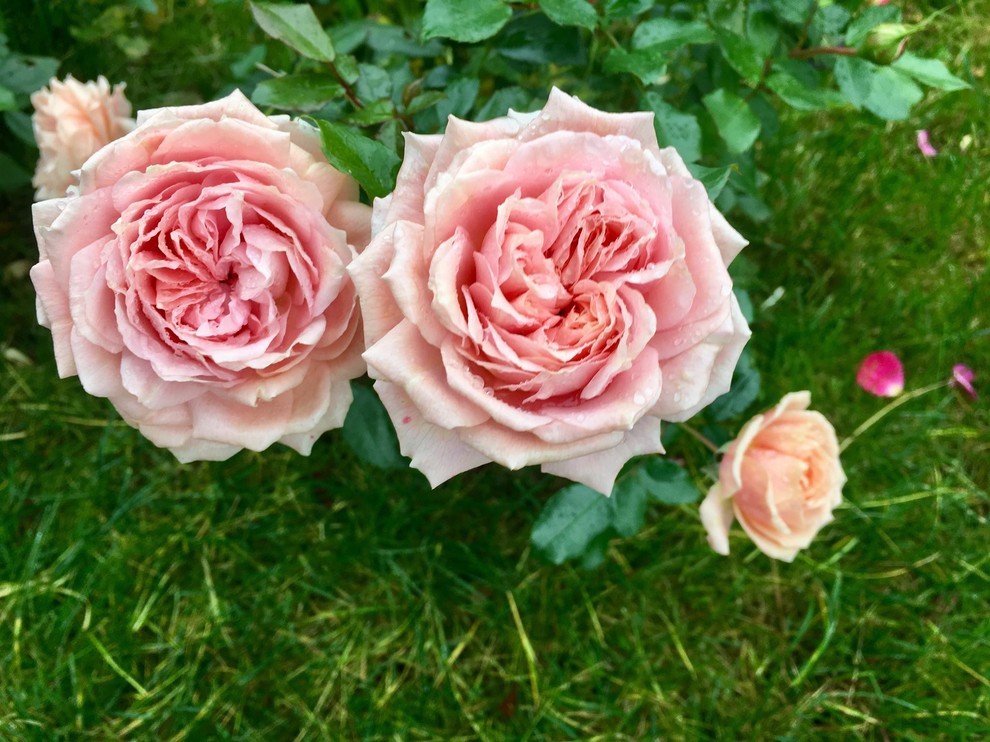 капитан Ленд