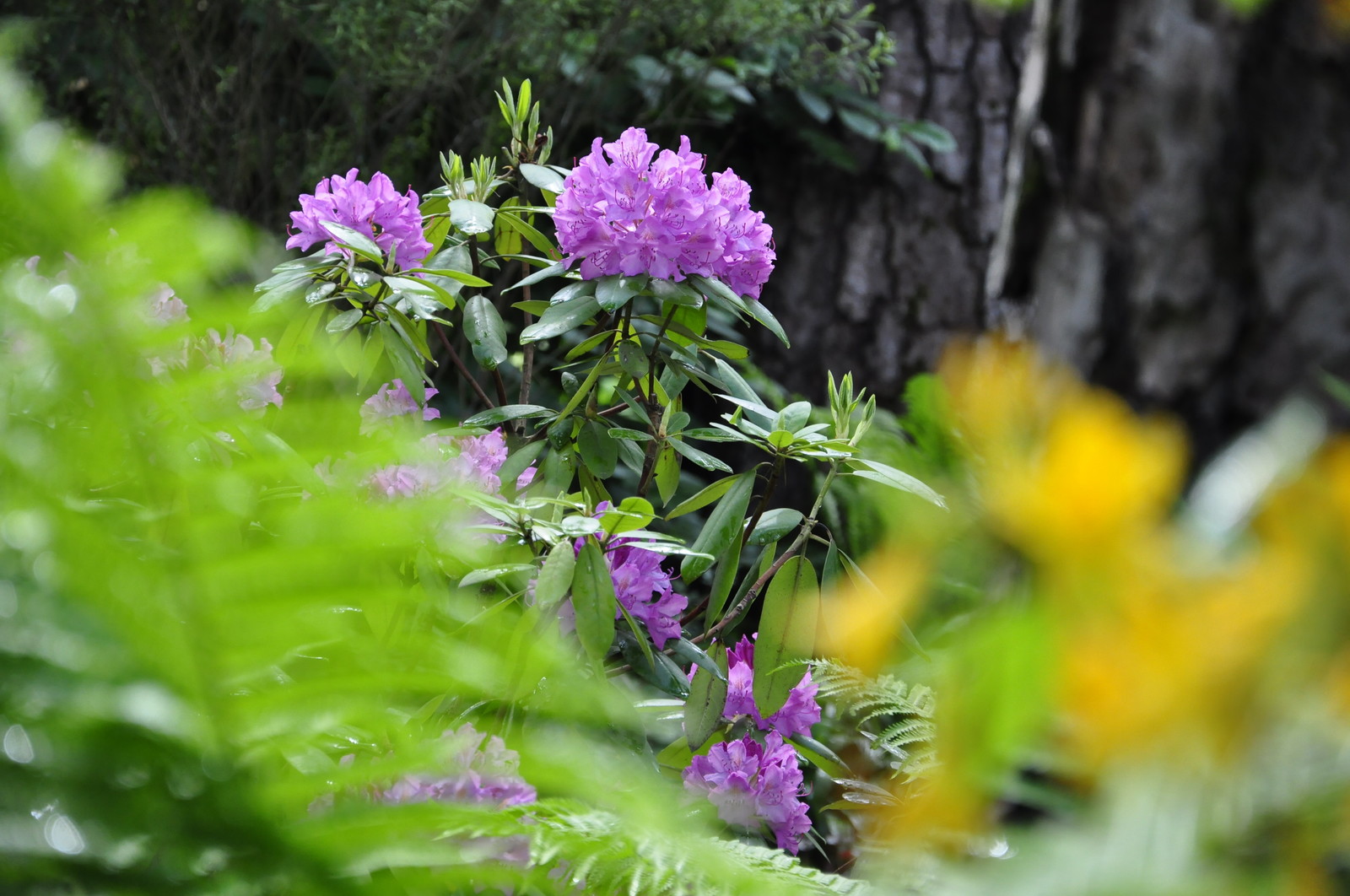 кп. "Архангельское" - Уход за садом - 100% качество!