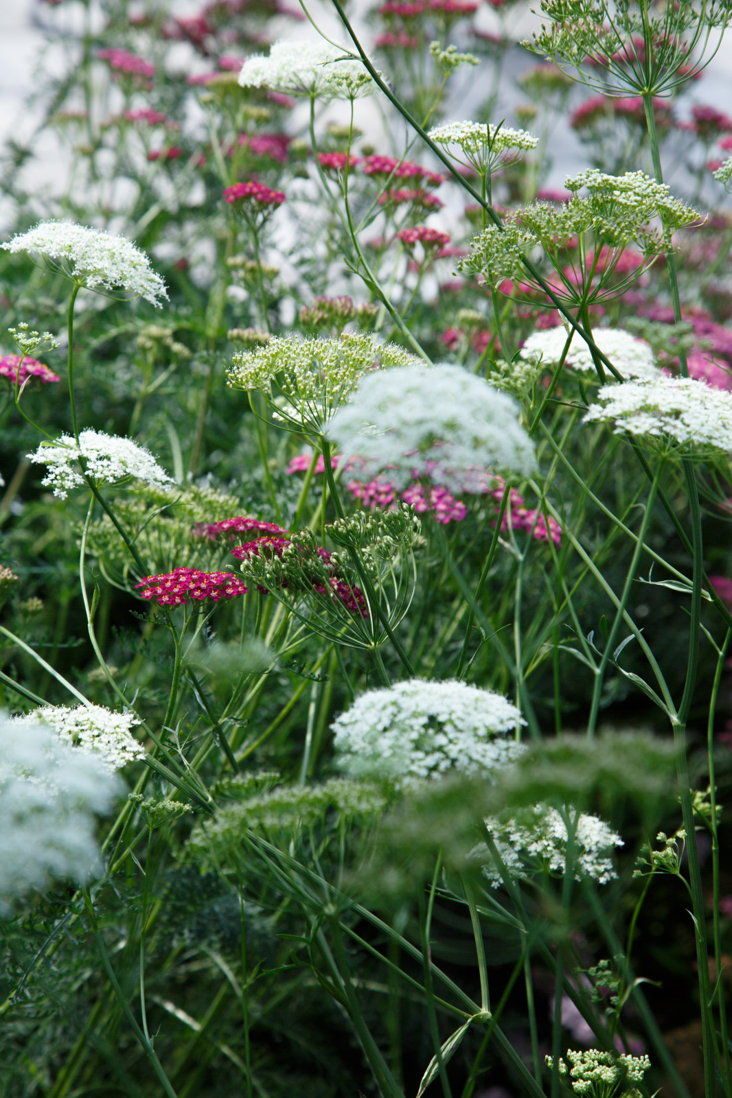 Портреты растений