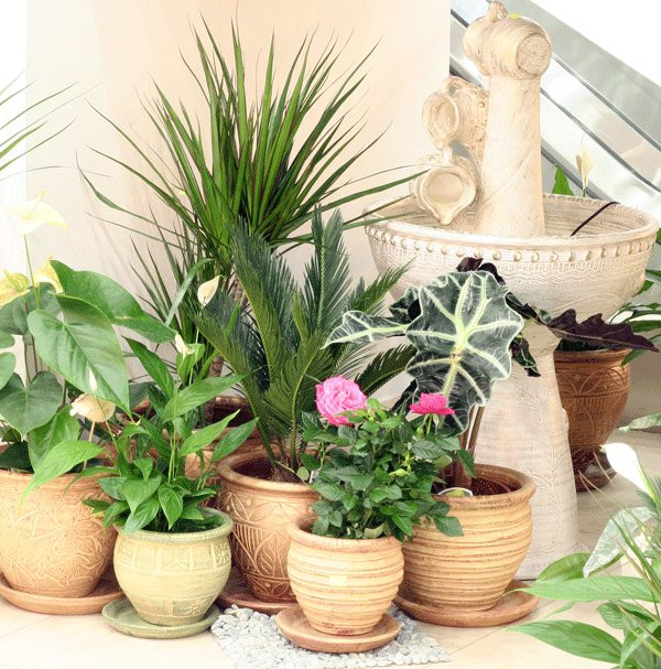 Зимние сады