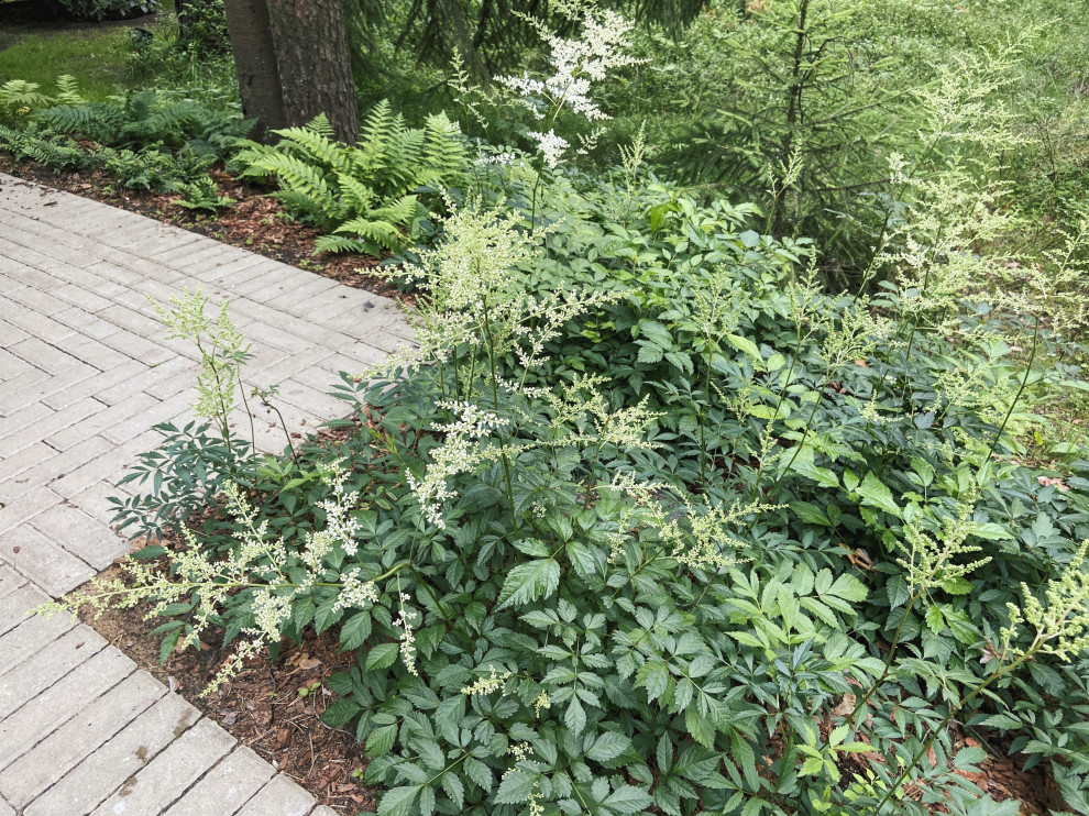 Тенистый сад