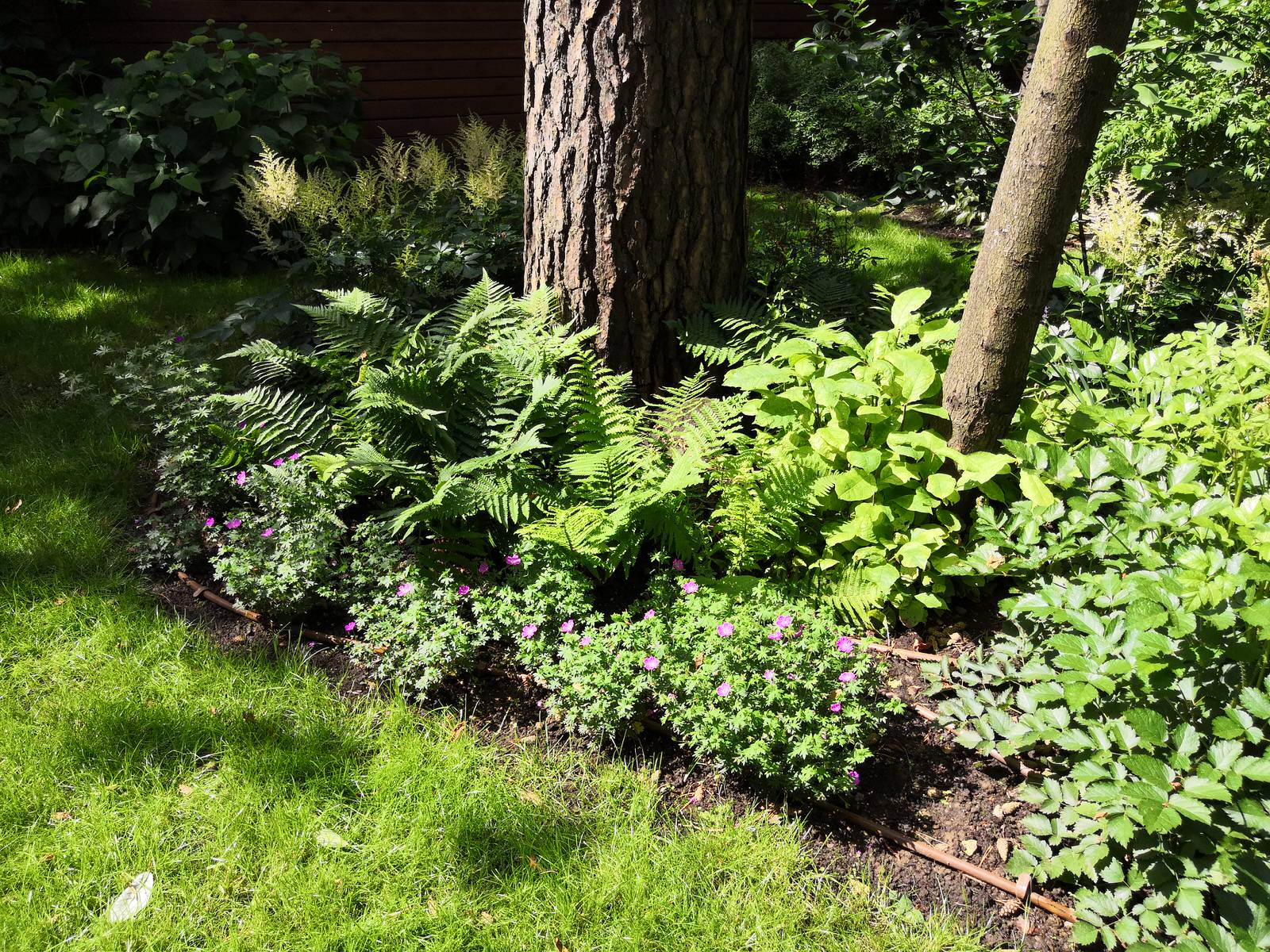 12 сот в лесу