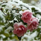 Зулхумор Адилова