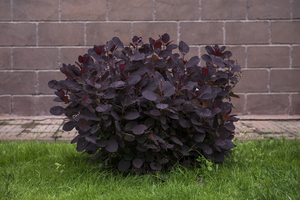 Сами не местные: 10 кустарников в зоне риска в Подмосковье