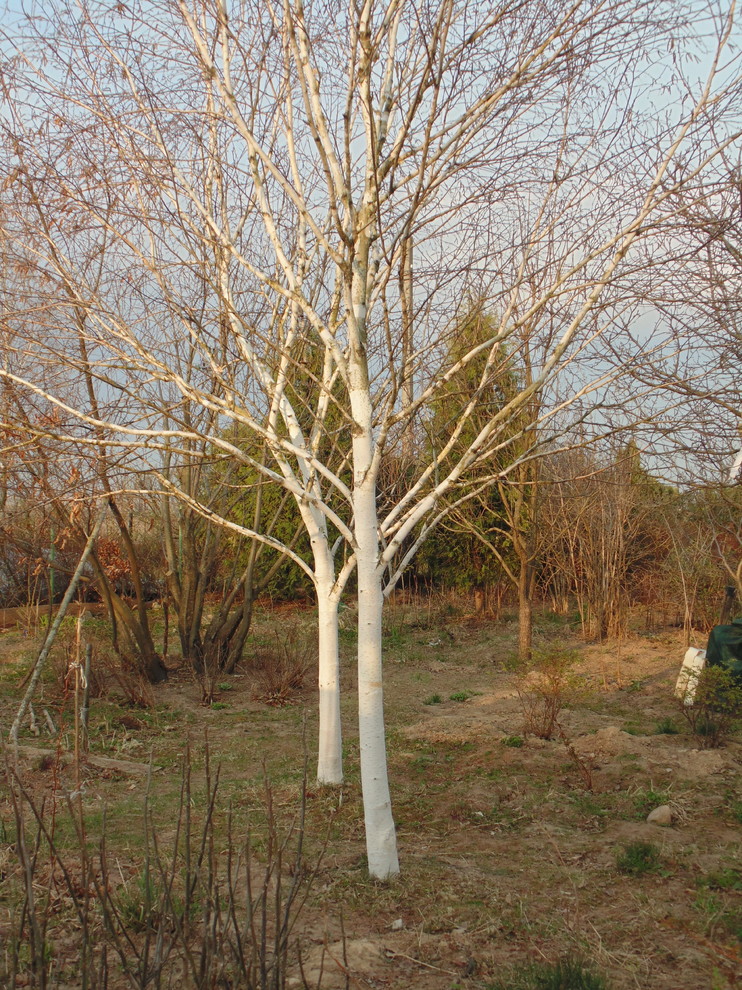 Наш собственный сад