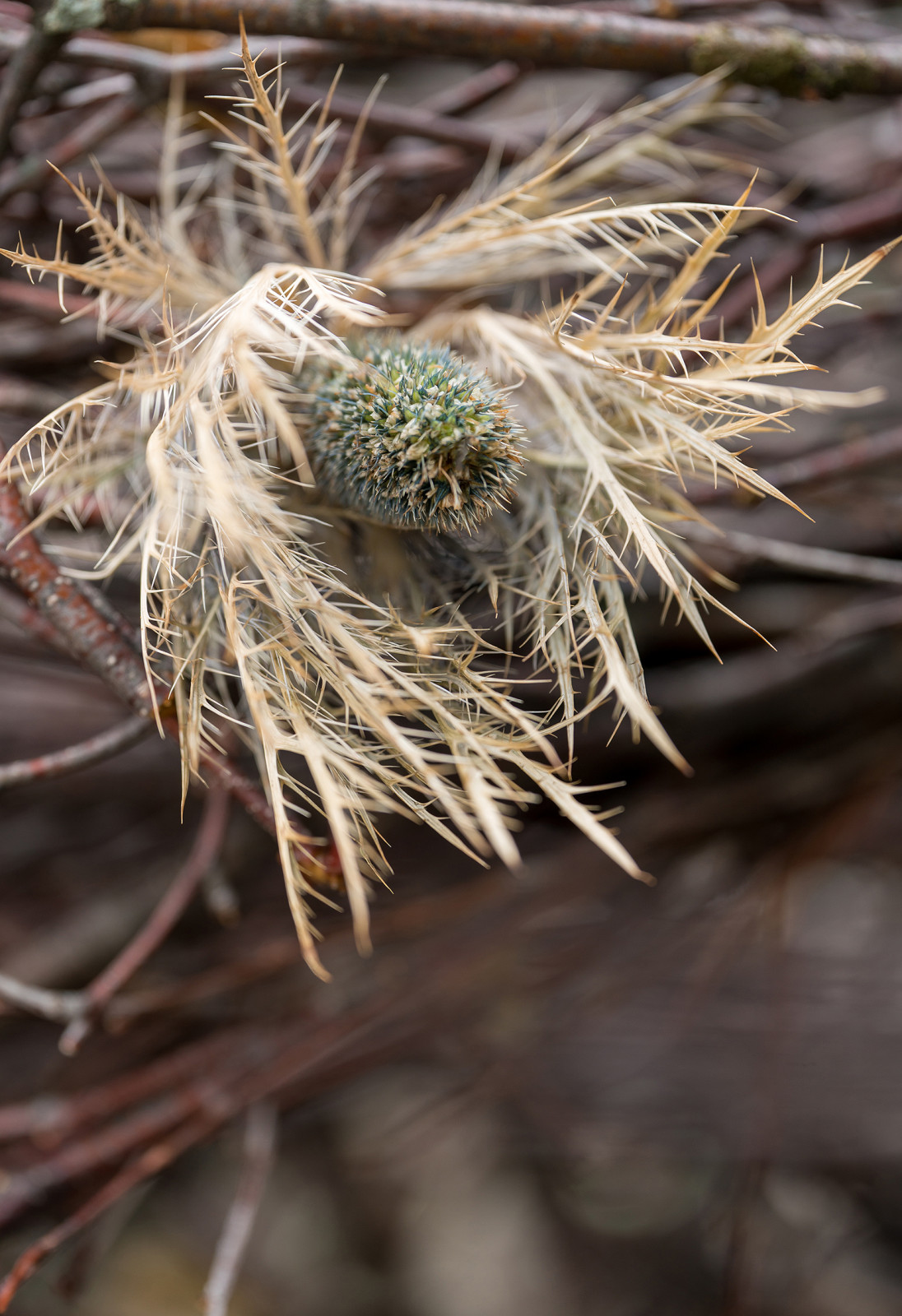 Фотосъемка Сада   по  Метрелинку на MFS 2019 Авторы М,Береснева М. ПРИНТЦ