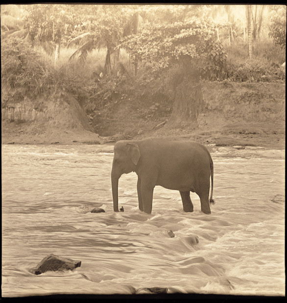 Olga Polesovschikova