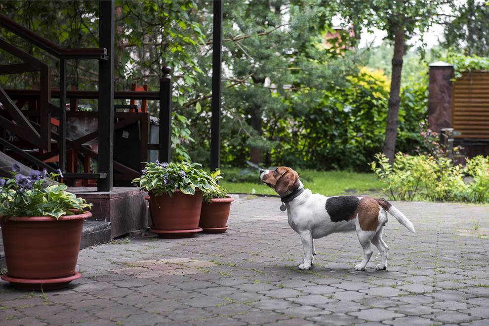 Собака и дача: Как не только выжить, но и отдохнуть
