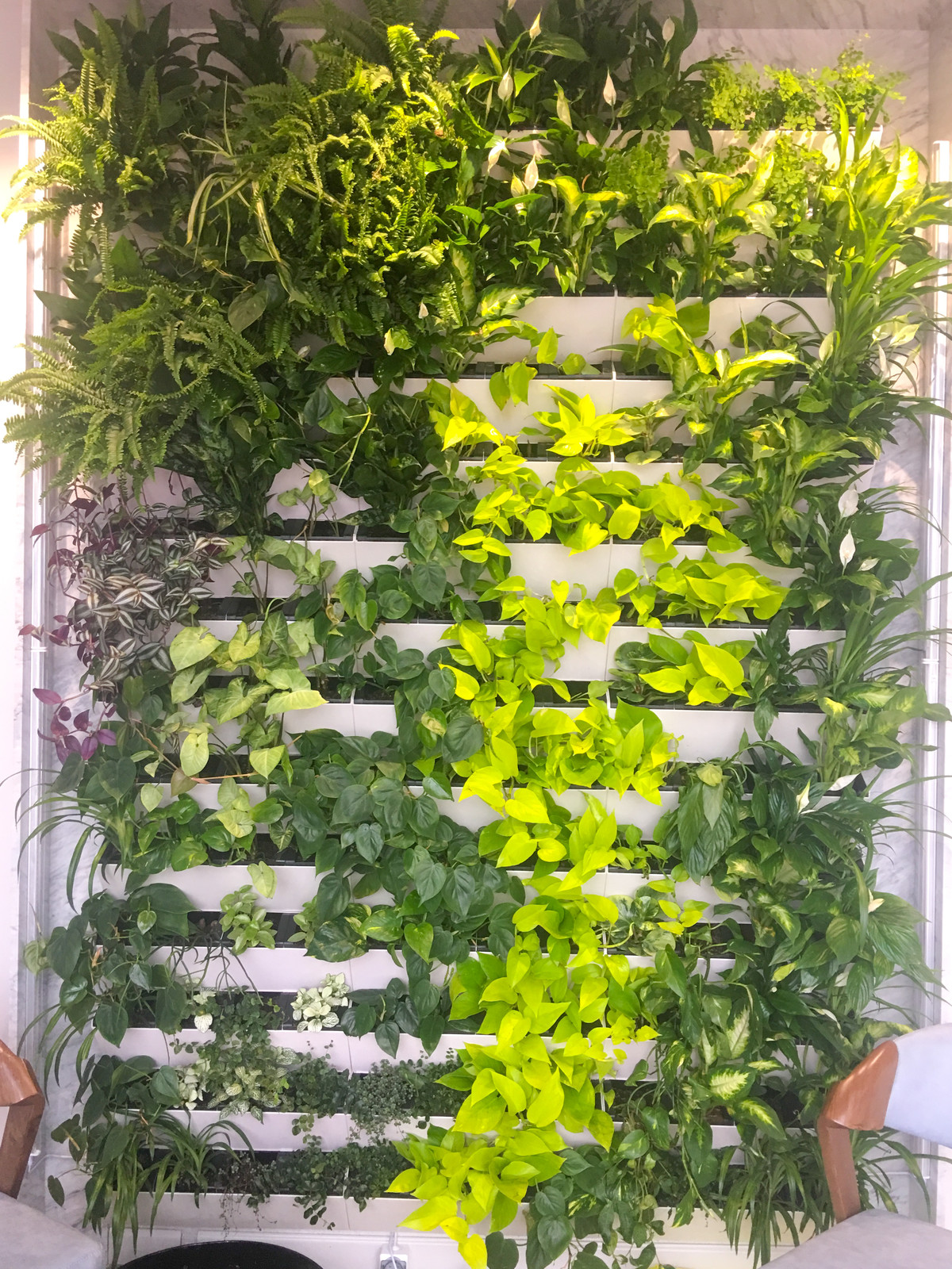 Обложка проекта: Зеленая живая стена