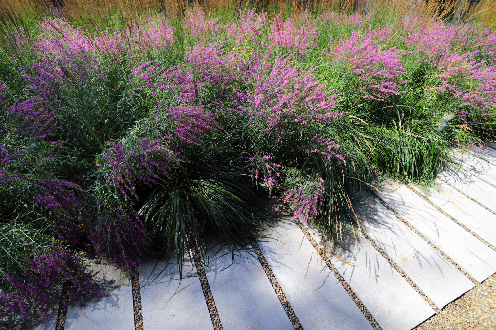 Сад у тёмных бревен