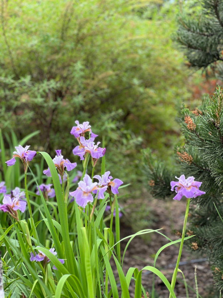 Английская история