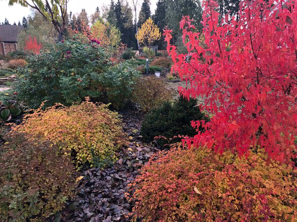 ЯГОДНОЕ ЛУКОШКО. ОСЕНЬ 2018