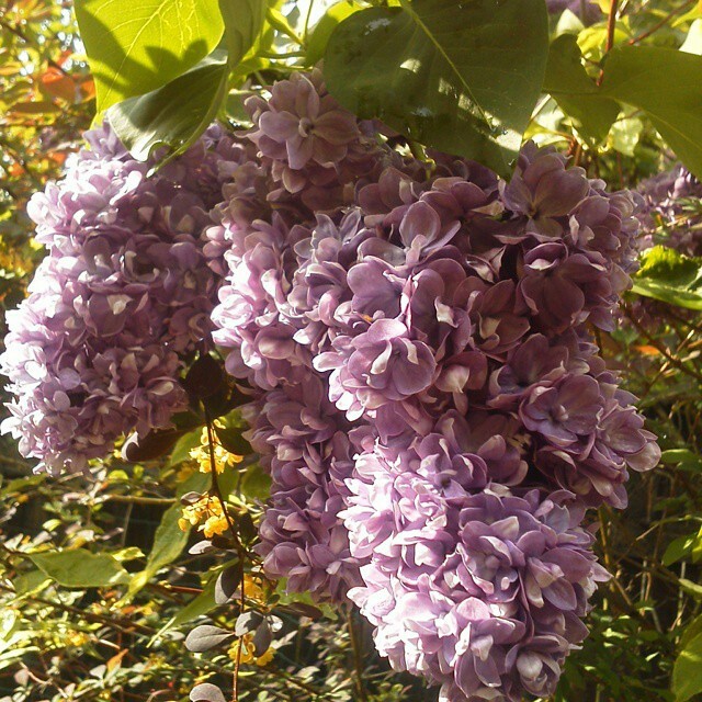 Как правильно: Выбрать и посадить сирень в своем саду