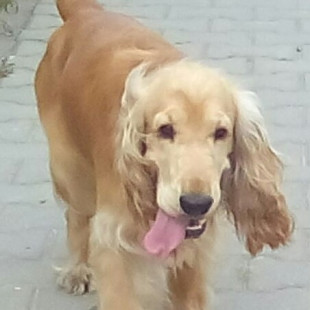 Виктория Сапрунова