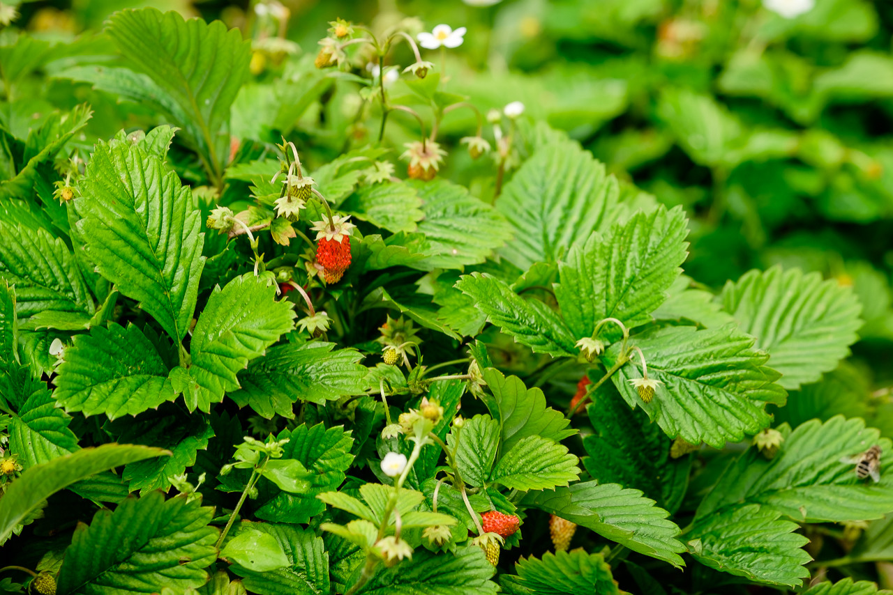 Простор и комфорт загородной жизни